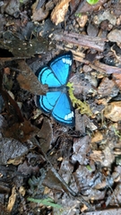 Imelda mycea