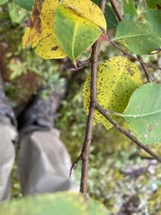 Amelanchier bartramiana