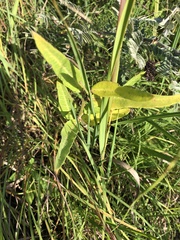 Asclepias viridiflora