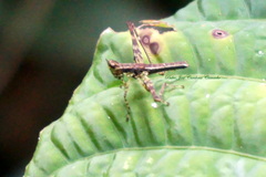Eumastacidae