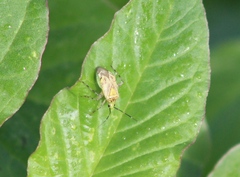 Taedia