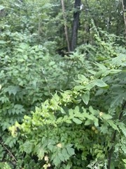 Dasistoma macrophylla