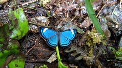 Imelda mycea