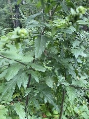 Dasistoma macrophylla