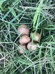 Coprinellus micaceus