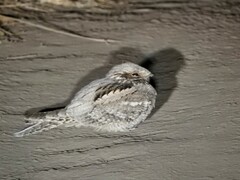 Caprimulgus europaeus