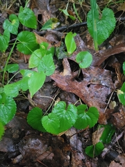 Rubus dalibarda