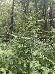 Dasistoma macrophylla