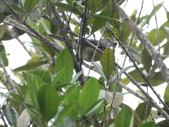 Spindalis nigricephala