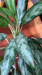 Aglaonema