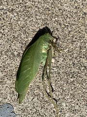 Microcentrum californicum