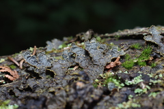 Pseudocyphellaria holarctica