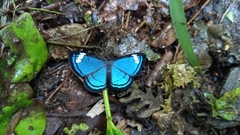 Imelda mycea