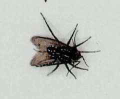 Nyssus coloripes