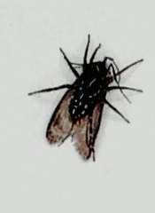 Nyssus coloripes