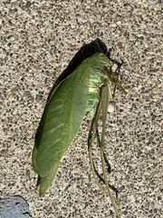 Microcentrum californicum