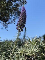 Echium candicans