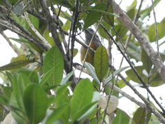 Spindalis nigricephala