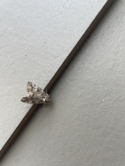 Eubolina impartialis