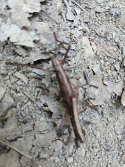 Anisomorpha ferruginea