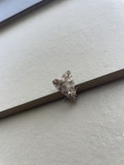 Eubolina impartialis