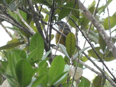 Spindalis nigricephala