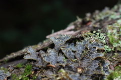 Pseudocyphellaria holarctica