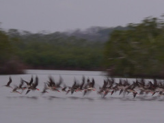 Rynchops flavirostris