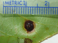 Phylloxera