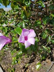 Cryptostegia