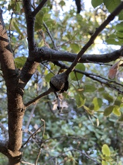 Dryocosmus asymmetricus