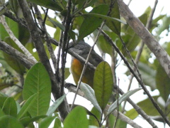 Spindalis nigricephala