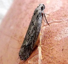 Ethmia discostrigella