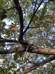 Dryocosmus asymmetricus