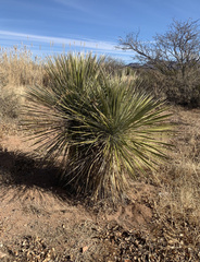 Yucca elata