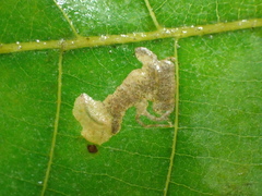 Ectoedemia trinotata