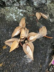 Cryptostegia