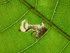 Ectoedemia trinotata