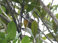 Spindalis nigricephala