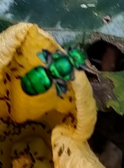 Euglossa