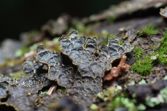 Pseudocyphellaria holarctica