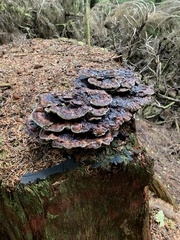 Phaeolus