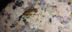 Capraiellus panzeri