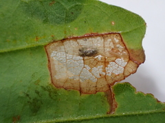 Phyllonorycter aeriferella