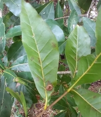 Cynipoidea
