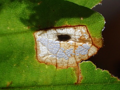 Phyllonorycter aeriferella