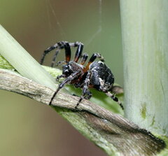 Larinioides patagiatus