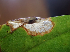 Phyllonorycter aeriferella