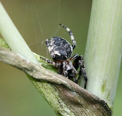 Larinioides patagiatus