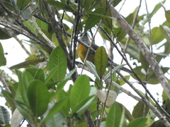 Spindalis nigricephala